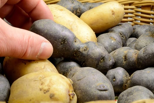 Different potato varieties