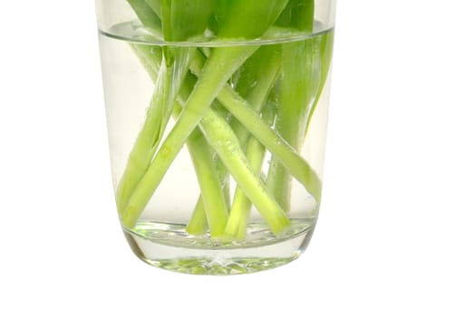Cut flowers in glass vase
