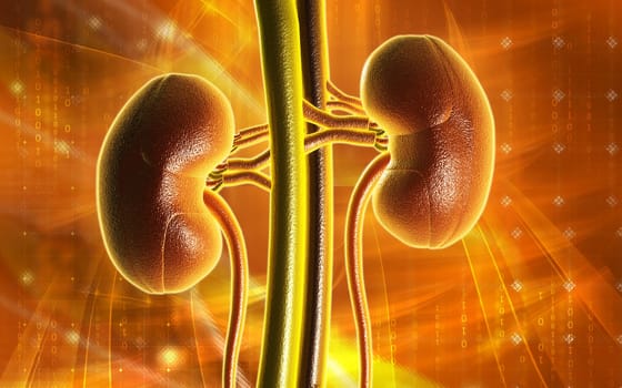 Digital illustration of kidney in colour background