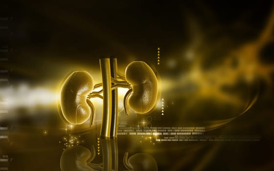 Digital illustration of kidney in colour background