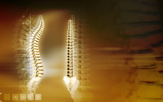 Digital illustration of back bone in colour background