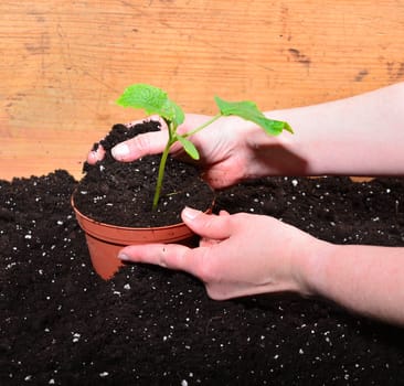 Gardener Hands Plants Earth