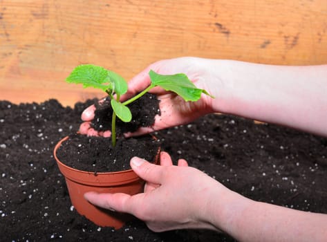 Gardener Hands Plants Earth