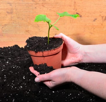 Gardener Hands Plants Earth