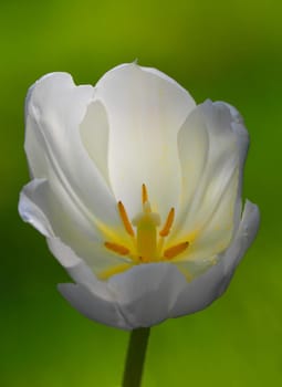 Tulip