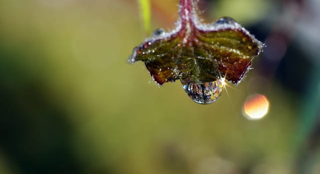 Water drops on clematis leaf
