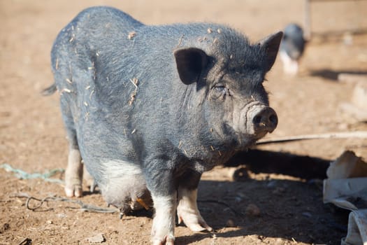 Vietnamese Pot-bellied female pig on the organic farm