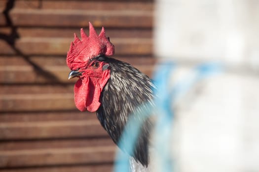 Rooster portrait on a free range farm, Spain