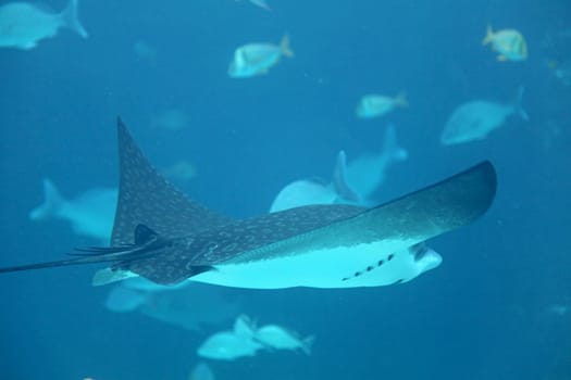 A stingray swimming through the water with fish behind
