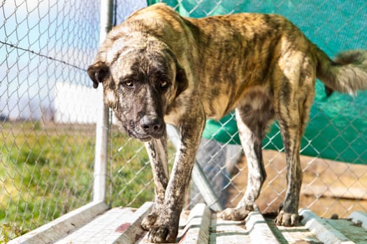 Striped Spanish mastiff dog on a country state, Badajoz, Spain