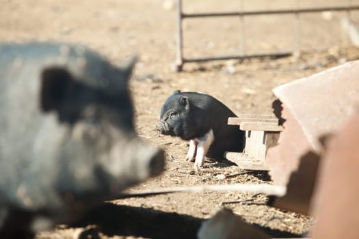 Vietnamese pigs, mature and piglet. Traditional farming. Selective focus