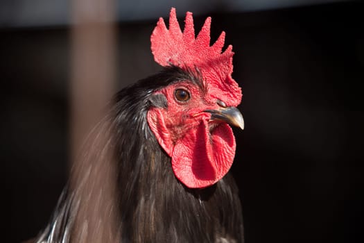 Rooster portrait on a free range farm, Spain