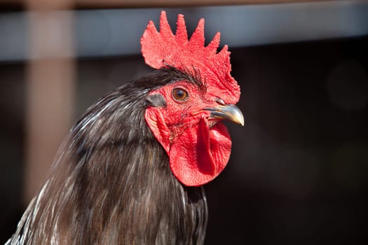Rooster portrait on a free range farm, Spain