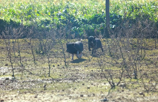 Two living free vietnamese piglets on traditional farm