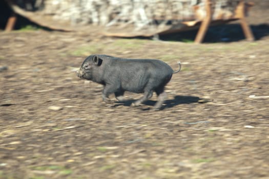 Running free vietnamese piglets on traditional farm. Motion blur