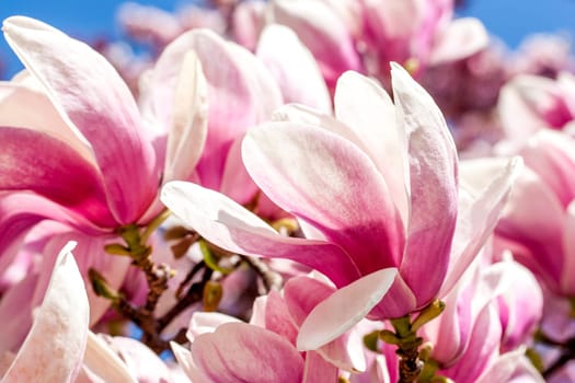 Magnolia flowers