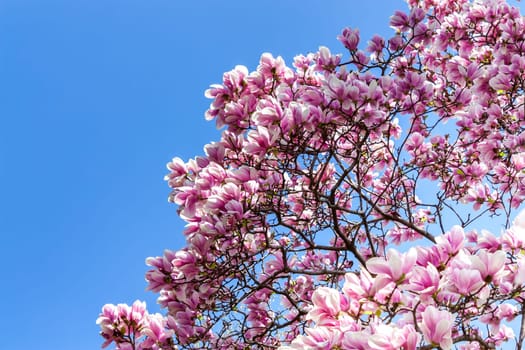 Magnolia flowers
