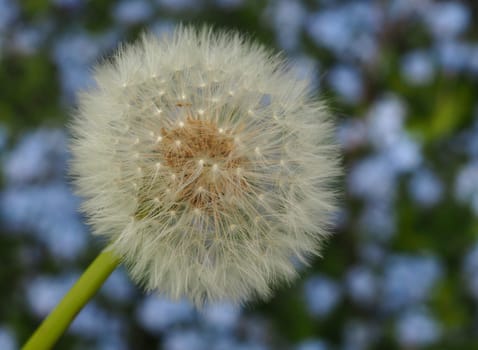 Pusteblume - Dandelion