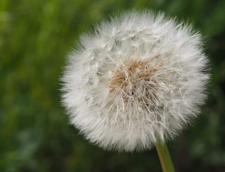 Pusteblume - Dandelion