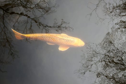 Orange Koi in the Mirror of the Sky