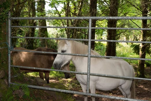 brown and a white pony behind a gate in an irish wood