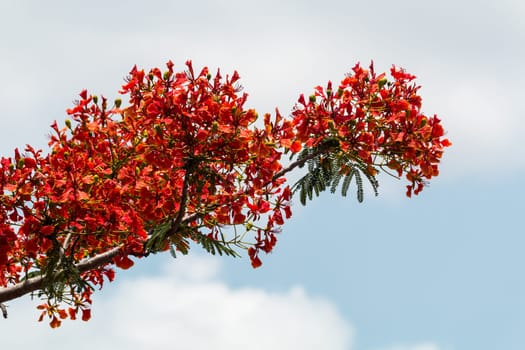 Flame tree in bloom,plant species of carob with red flower