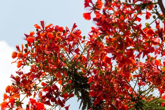 Flame tree in bloom,plant species of carob with red flower