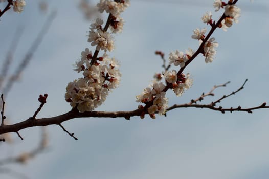 against the blue sky the blossoming apricot tree branches, close up