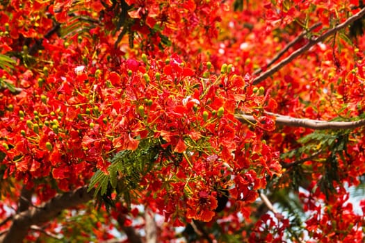 Flame tree in bloom,plant species of carob with red flower