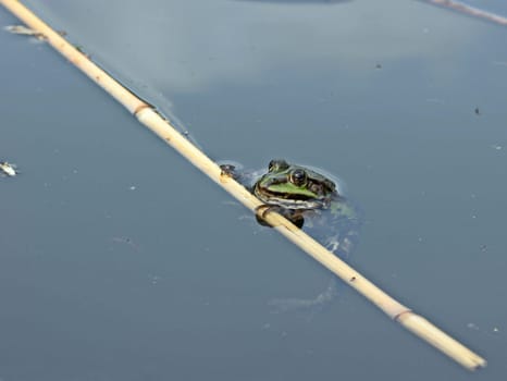 Pond frog in the water