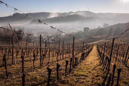 Vineyard landscape in the Black Forest with wafts of fog