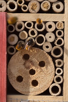 Bees approaching an insect hotel in the sun.