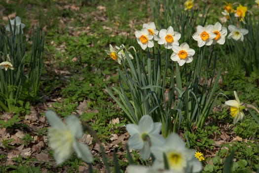 White daffodils with a yellow center in the bed