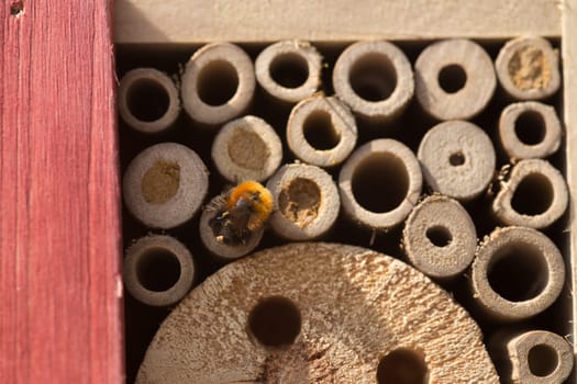 A bee sits in front of the insect hotel and seals an opening