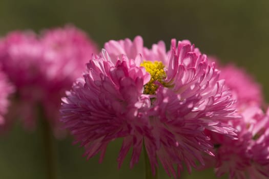 Single ice plant blossom in the sunshine