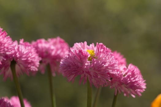 Pink ice flowers in the sun in the bed