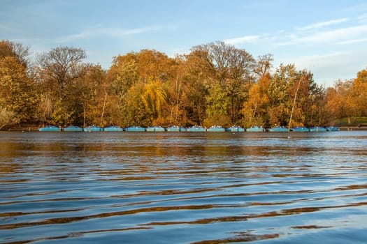 Calm lake surface, only small waves, row of blue boats, seagulls sitting on them, autumn coloured trees and sky in background.