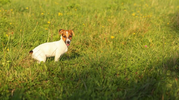 Jack Russell terrier puppy on a green grass meadow, lit by afternoon sun.