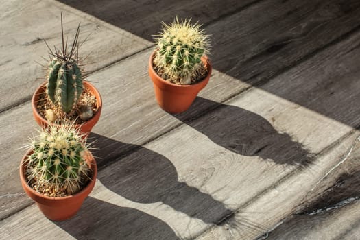 Small cactus plants in pot, on gray wood desk, casting long shadows lit by morning sun.