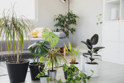 Collection of various tropical green plants in different pots. Home gardening, greenery composition, flowerpots in interior design, hobby concept. Modern living room indoor with scandinavian interior
