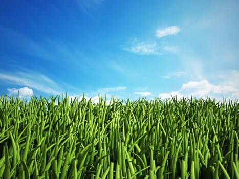 Grass isolated on white background.