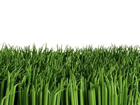 Grass isolated on white background.