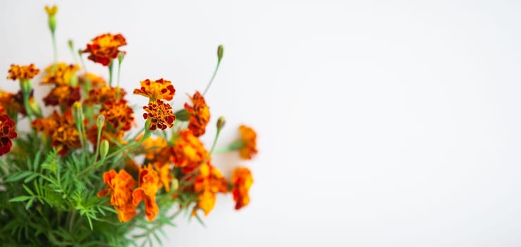 Beautiful orange marigolds on a beige background. Selective focus, noise. Ready banner for advertising. Place with copy space