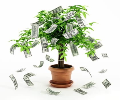 Money tree in the pot isolated on white background