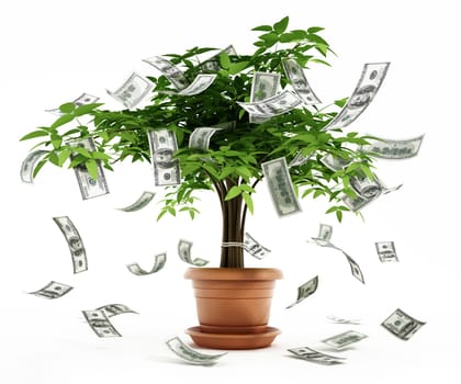 Money tree in the pot isolated on white background