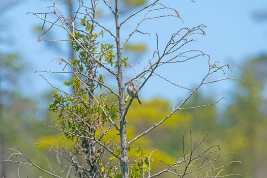 A Swamp Sparrow Singing in the Summer Sun in the Pictured Rocks National Lakeshore in Michigan