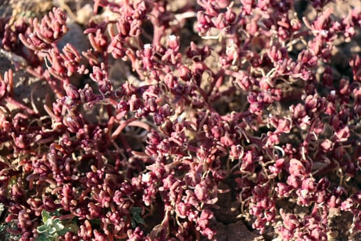 Salzpflanze Mesembryanthemum nodiflorum, Fuerteventura, Spanien, Morro Jable