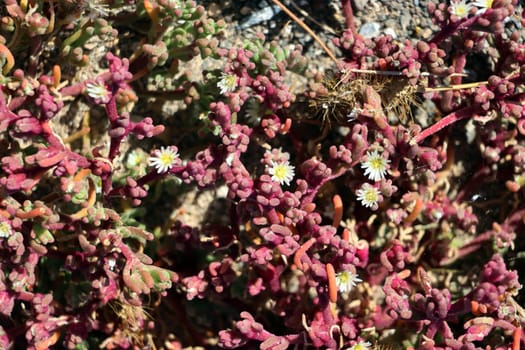 Salzpflanze Mesembryanthemum nodiflorum, Fuerteventura, Spanien, Morro Jable