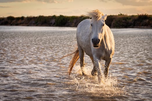 White horses are runing in the water  all over the sea in Camargue, France.