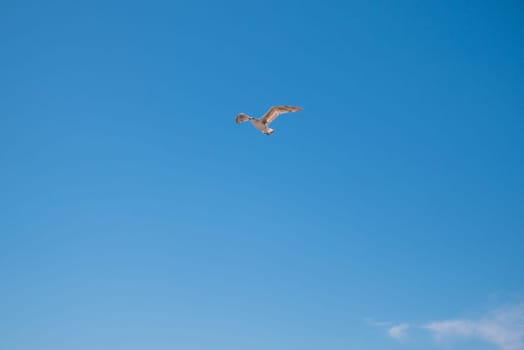 Seagull flying through vivid blue sky. Blue summer sky. No clouds.
